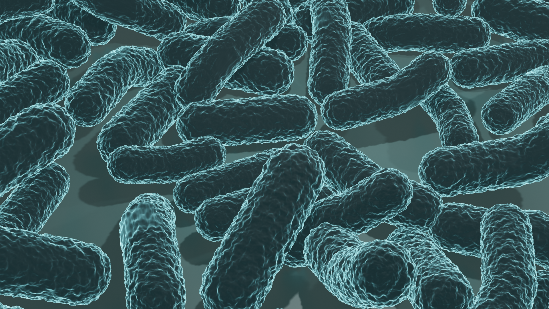 Bacteria
