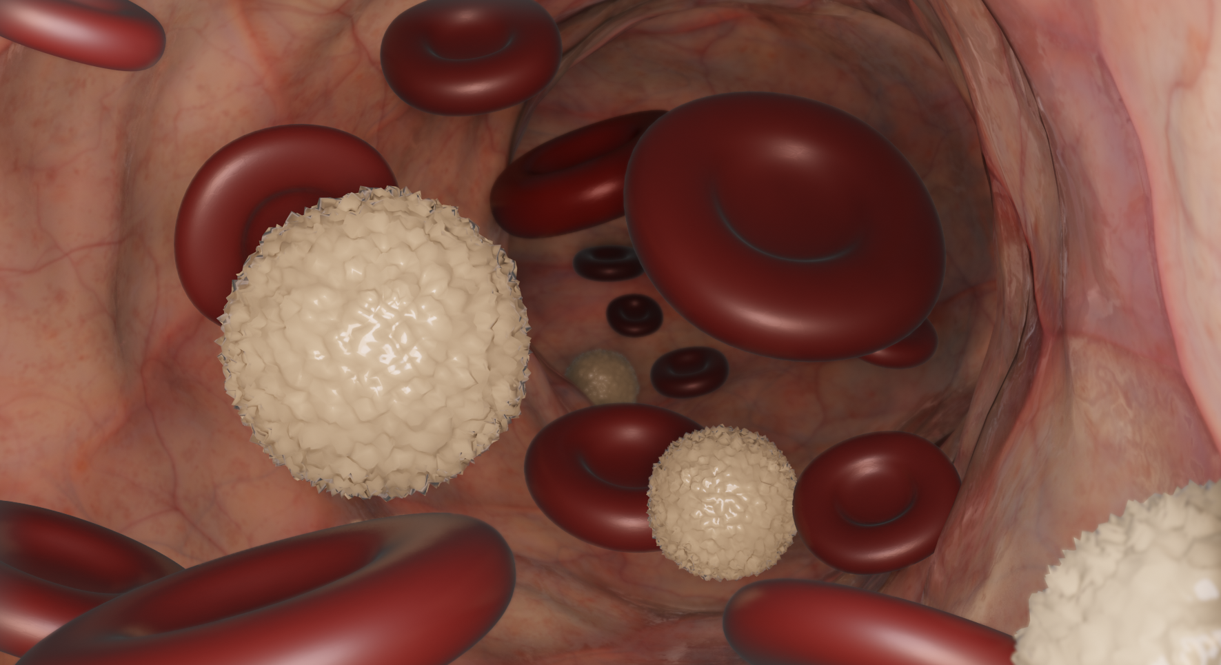 Red & white blood cells