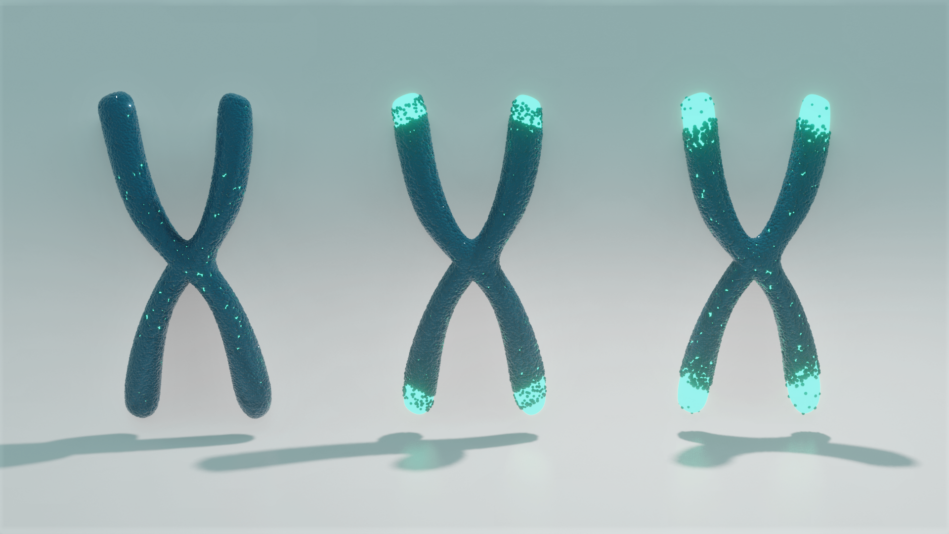 Telomere shortening with aging