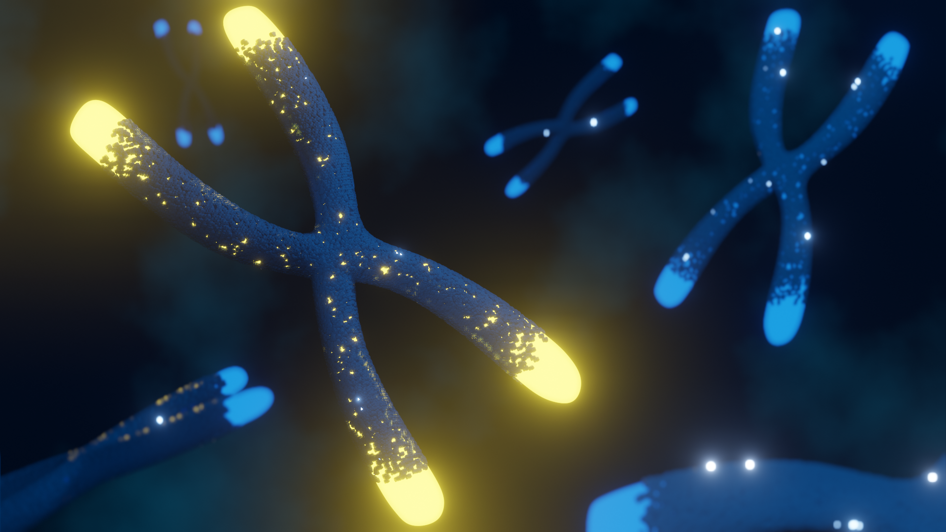 Chromosome illustration
